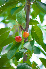 Red cherries among green leaves hanging on tree branch