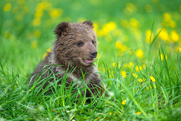 Fototapeta premium Brown bear cub playing on the summer field