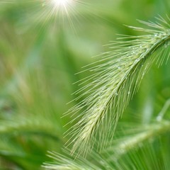 green flower plant in the garden in summer, plants in the nature