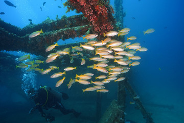 Fototapeta na wymiar yellow fish saw in scuba diving