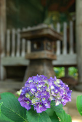 the purple hydrangea in japanese temple garden / 日本庭園に咲く紫色のアジサイの花