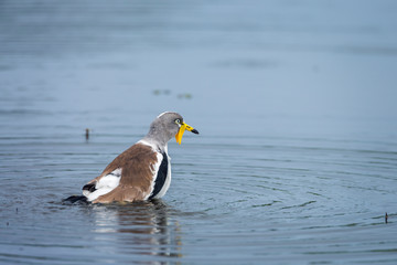 White headed Lapwing bathing in Kruger National park, South Africa ; Specie Vanellus albiceps family of Charadriidae