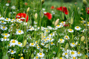 blume kamille. Natural background. Flowers background. Beautiful neutral colors