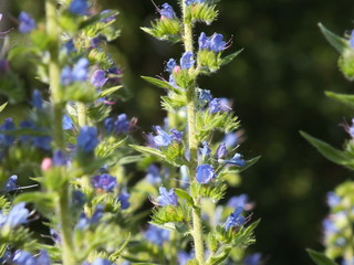 Lupinus 01