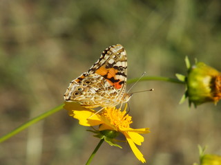 Butterfly burdock 08