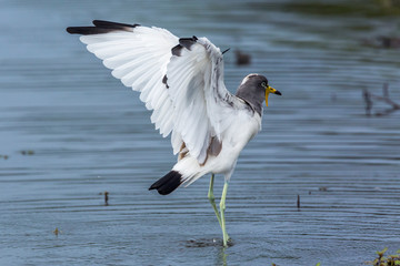 White headed Lapwing spread wings in Kruger National park, South Africa ; Specie Vanellus albiceps family of Charadriidae