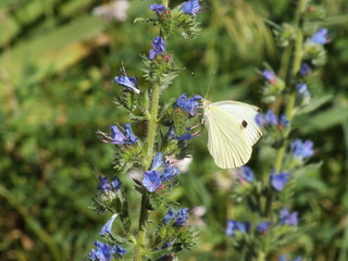 Lupinus and Butterfly 01