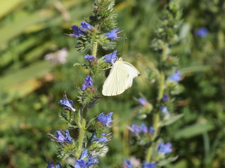 Lupinus and Buterfly 02