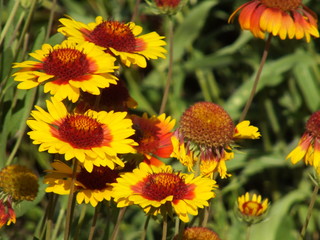 Gaillardia pulchella 03
