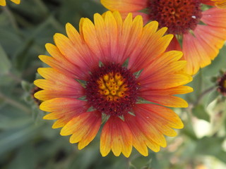 Gaillardia pulchella 09