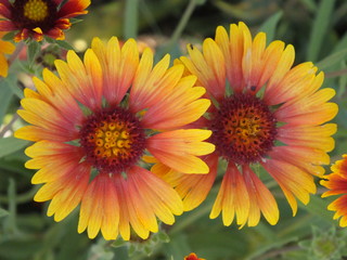Gaillardia pulchella 10