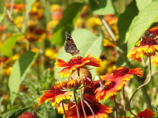 Gaillardia pulchella 11