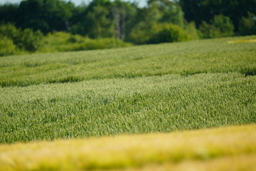 early Summer landscape in Cambridge