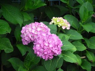 フェンスに咲くピンクの紫陽花