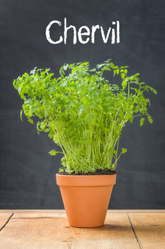 Chervil In A Clay Pot On A Dark Background