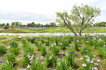 水郷佐原水生植物園