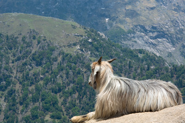 A Mountain Goat on a Rock in Triund at the foot of the Dhauladhar Ranges of India