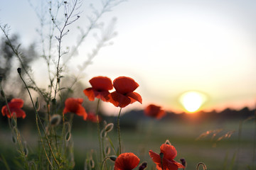 Poppies blooming, sunset in background, country meadow landscape