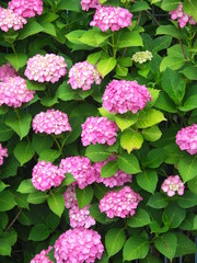 フェンスに咲く紫陽花風景