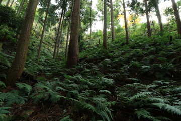 シダの葉が繁る林と杉の木の風景です