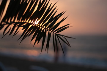 palm branch on the background of the dawn on the ocean