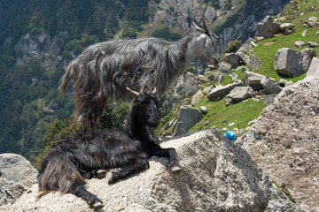 Mountain Goats on a Rock in Triund at the foot of the Dhauladhar Ranges of India