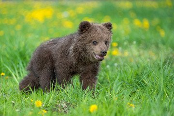 Brown bear cub playing on the summer field
