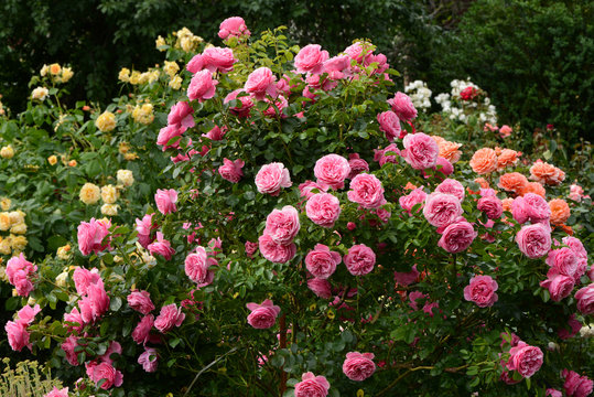 Blumen 1097