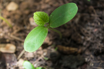 Picture of watermelon seedlings in beautiful morning light