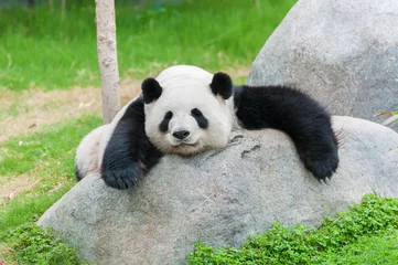 Gardinen Panda Entzückender Riesenpandabär schläft  © leeyiutung
