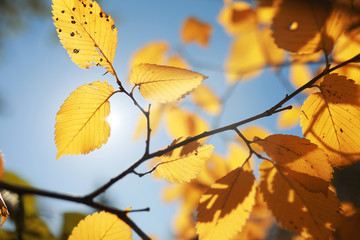 Obraz premium Autumn background in the park