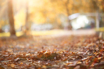 Autumn background in the park