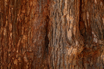 Obraz premium Texture of bark tree trunk