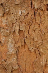 Texture of cracked brown tree trunk