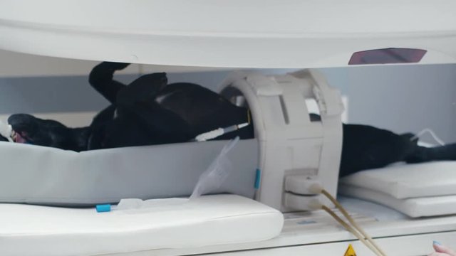 Dog gets pushed in to a MRI scanner by a nurse.
Black dog put to sleep before he gets scanned. PRORES
