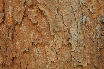 Texture of cracked brown tree trunk