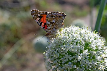 butterfly collects пыльцу with flower