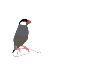 文鳥