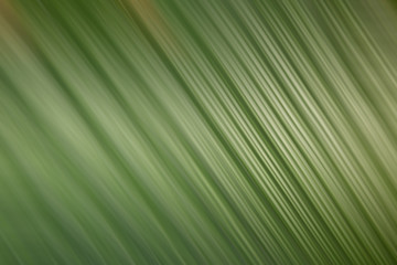 Fototapeta premium Green color abstract background and backdrop