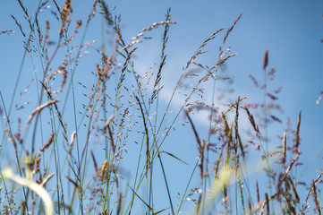 Gras vor blauem Himmel