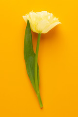 Pink tulips on yellow background. Spring greeting card.Retro vintage style.