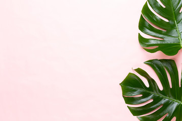 Tropical Jungle Leaf, Monstera, resting on flat surface, on peach background.