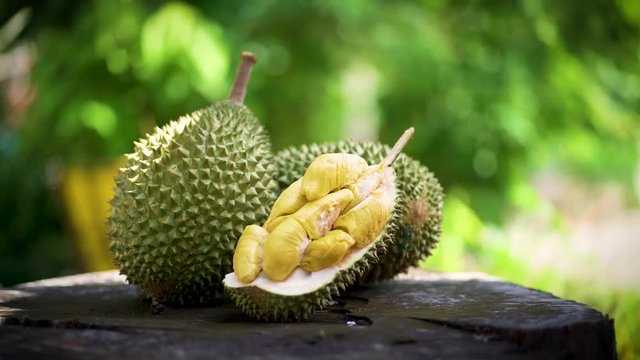 Durian Musang King Fruits On A Tree In Malaysia 
