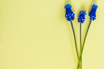 Small blue flowers muscari on a solid yellow background. Fresh spring flowers. Flat lay horizontal composition with copy space for text