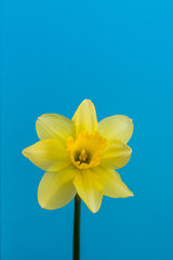 One bright beautiful yellow Narcissus on blue background. Fresh spring concept. Flat lay vertical composition with copy space for text