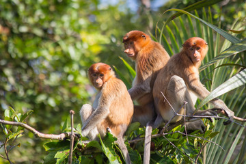 Proboscis Monkeys