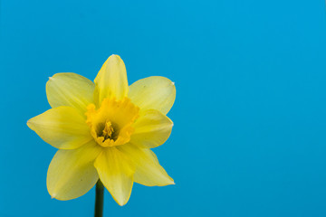 One bright big yellow Narcissus on a blue background. Fresh spring concert. Flat lay horizontal composition with copy space for text