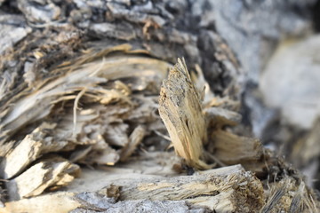 Background Tree Texture wood 