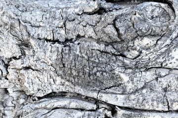 Background Tree Texture wood 