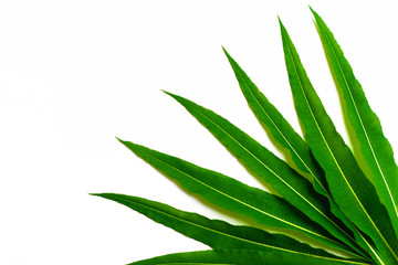 Fresh, narrow, green leaves of  are fan-shaped in the lower right corner. Isolated photo. Chamaenérion angustifolium.  Medicinal plant. Blooming sally, Epilobium angustifolium. Fireweed.